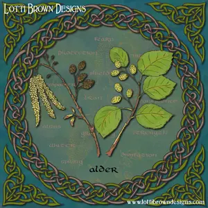 Celtic Alder art by Lotti Brown