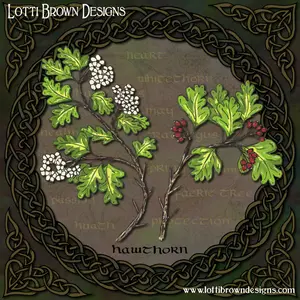 Celtic Hawthorn art by Lotti Brown