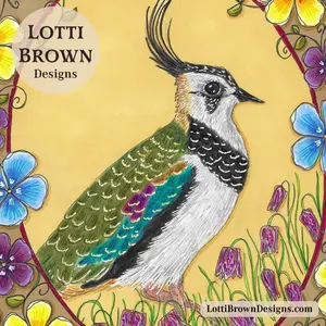 Lapwing illustration detail