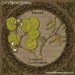 Hazel Celtic Tree Calendar art