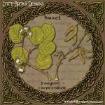 Hazel Celtic Tree Calendar art