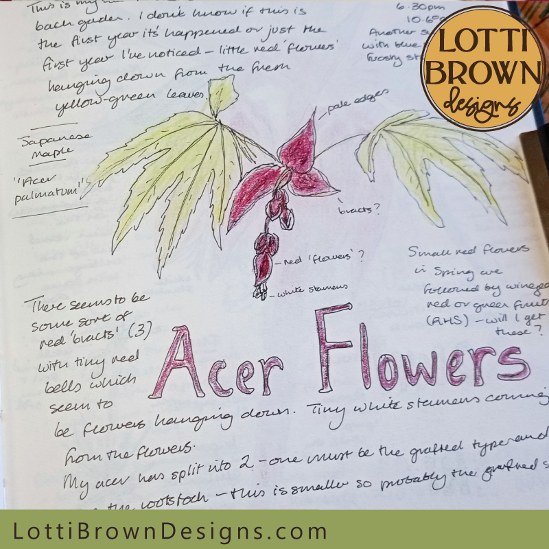 Acer flowers nature journal page