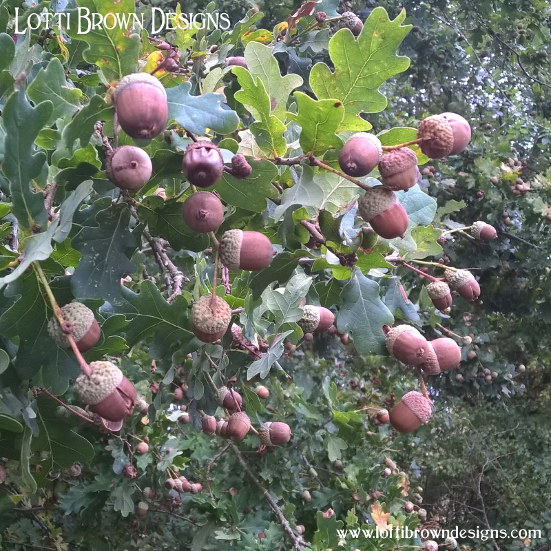 Acorns