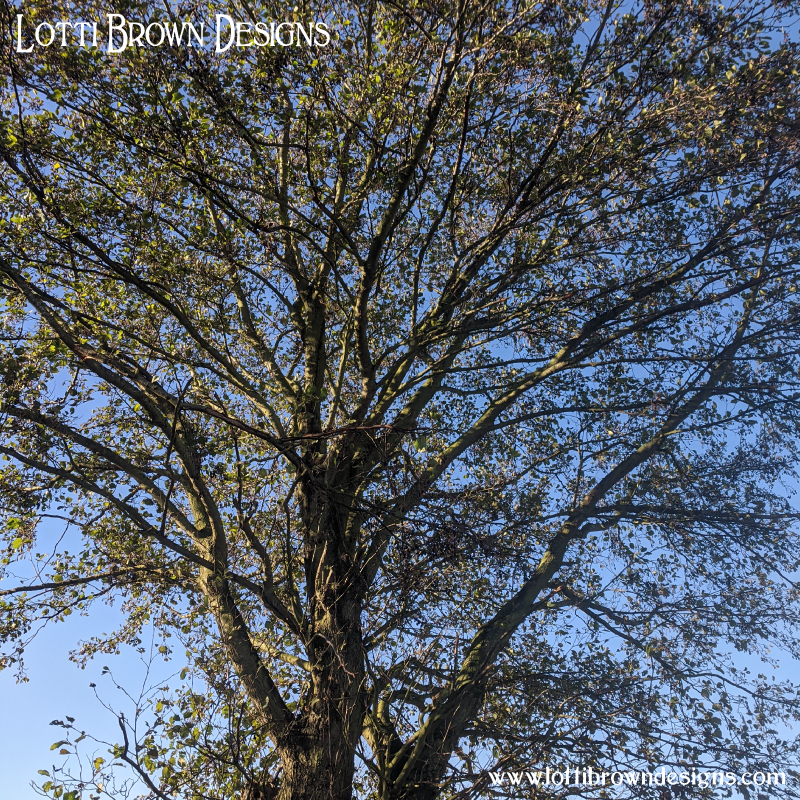 Alder tree photo