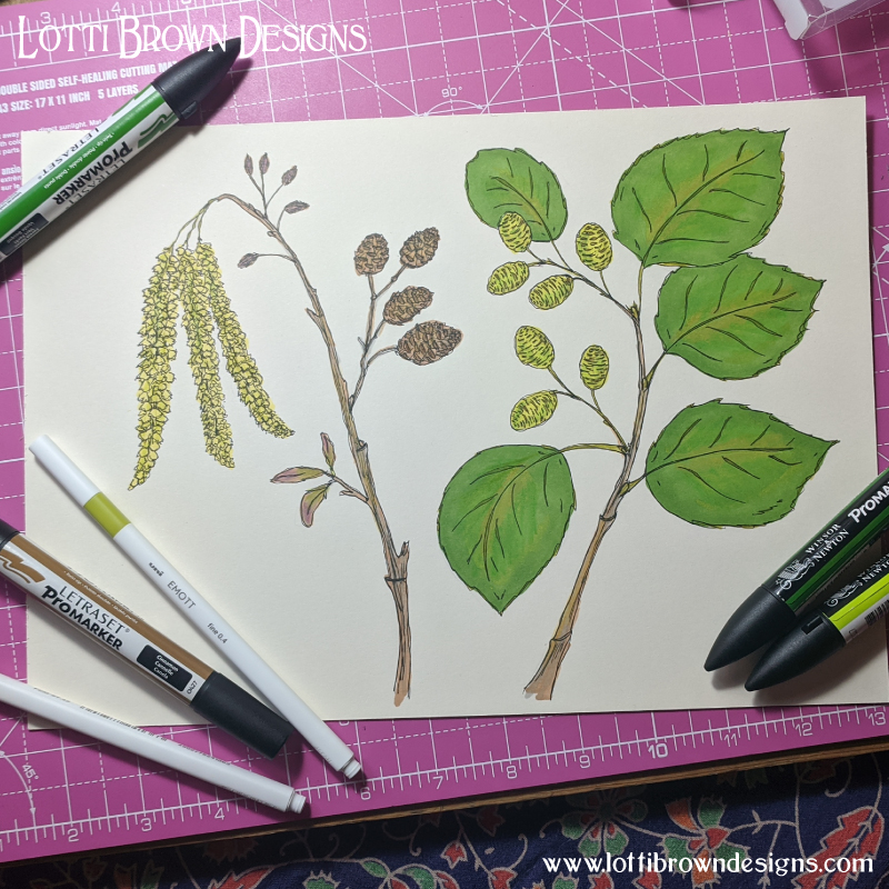 Alder drawings