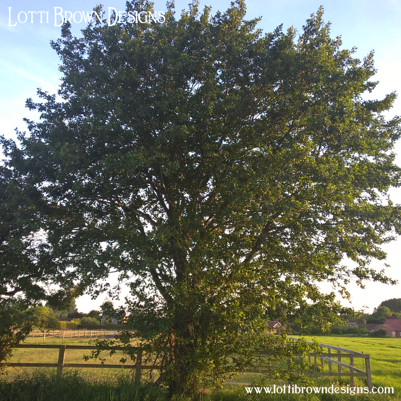 Alder Tree photo
