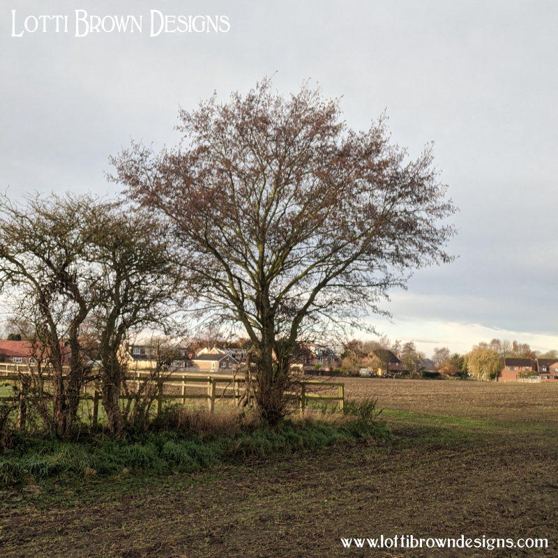 Alder tree photo