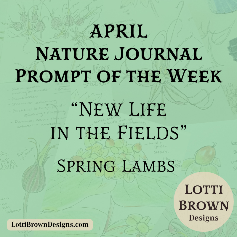 April nature journal prompt - new life in the fields