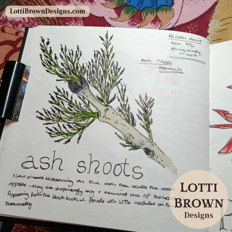 Ash tree twig with shoots