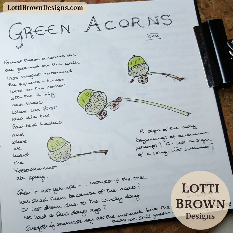 August green acorns in my nature journal
