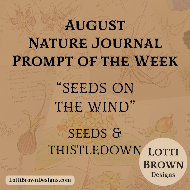August nature journal prompt - seeds and thistledown