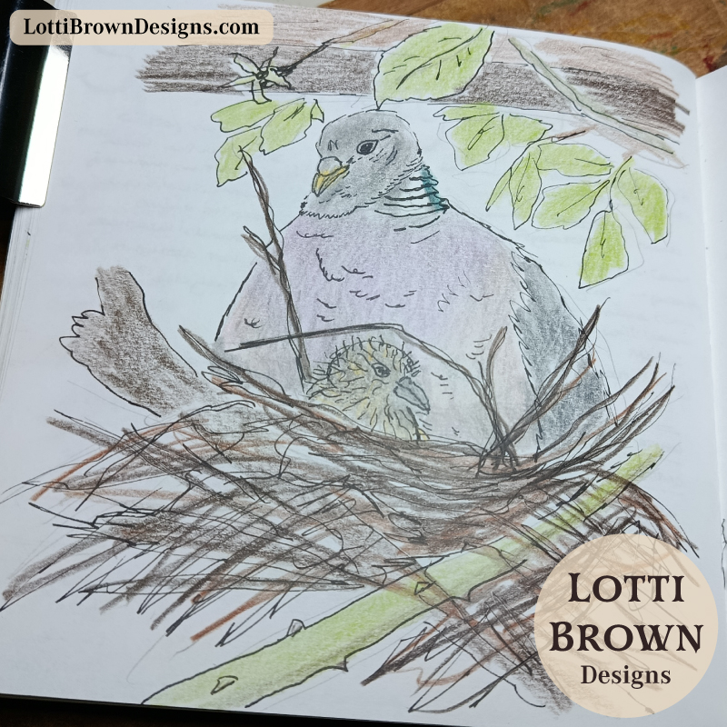 Nesting woodpigeon nature journal page