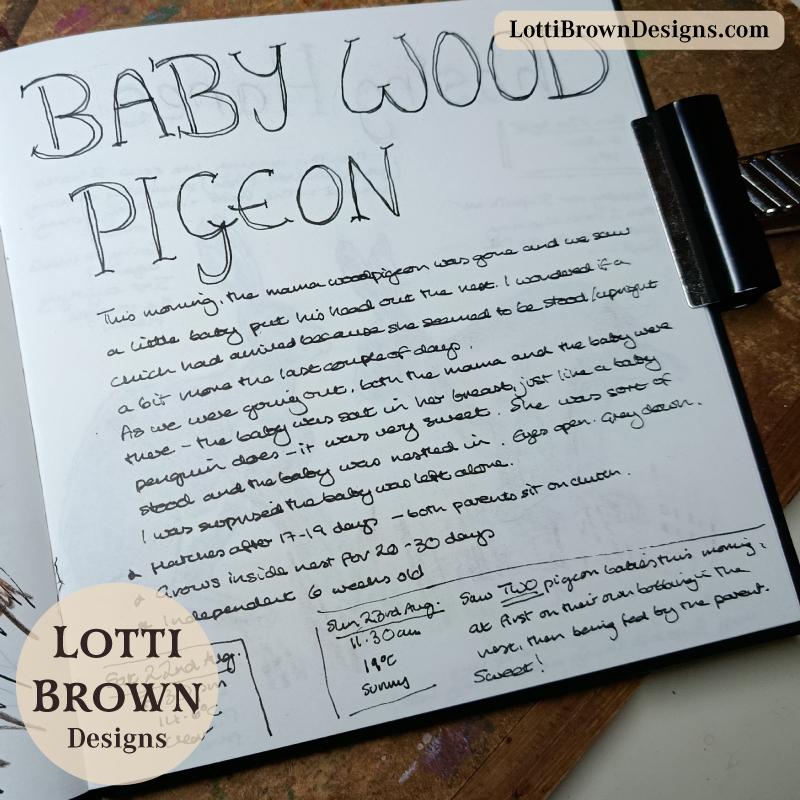 Baby woodpigeon journal page