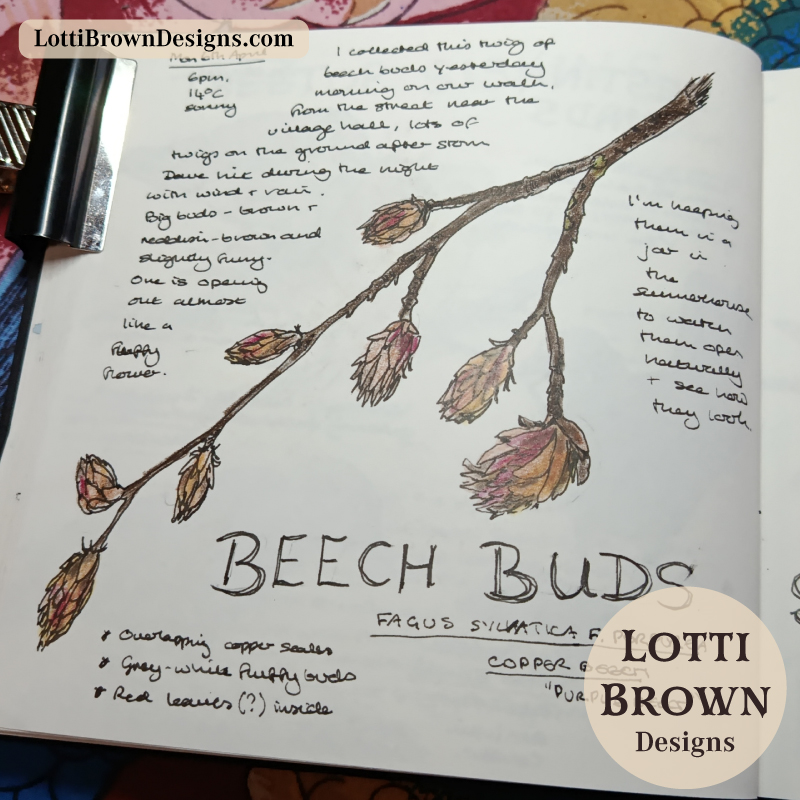 Beech tree buds journaling page