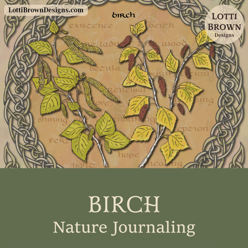 Birch nature journaling