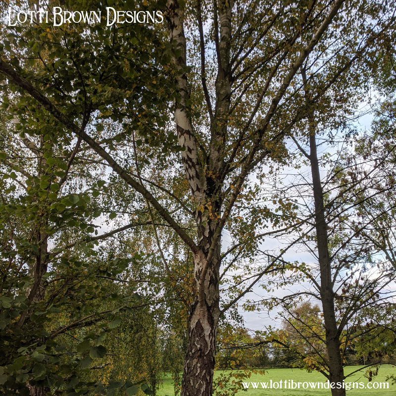Birch tree photo 4