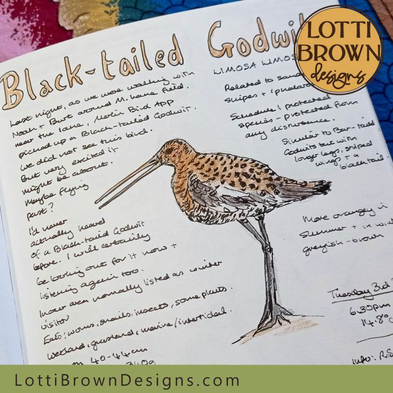 Black tailed godwit nature journal page