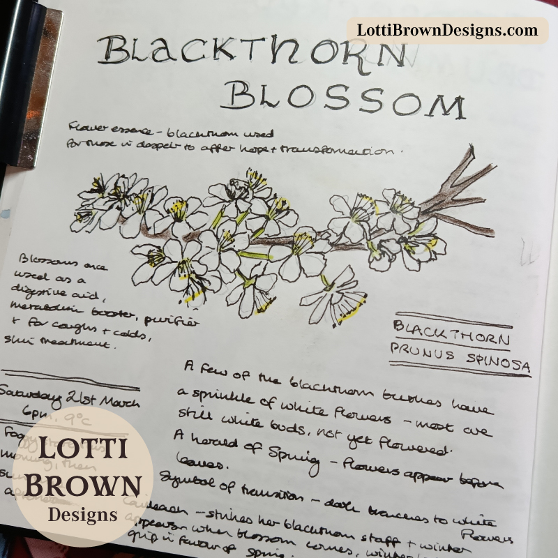March blackthorn blossom in my nature journal