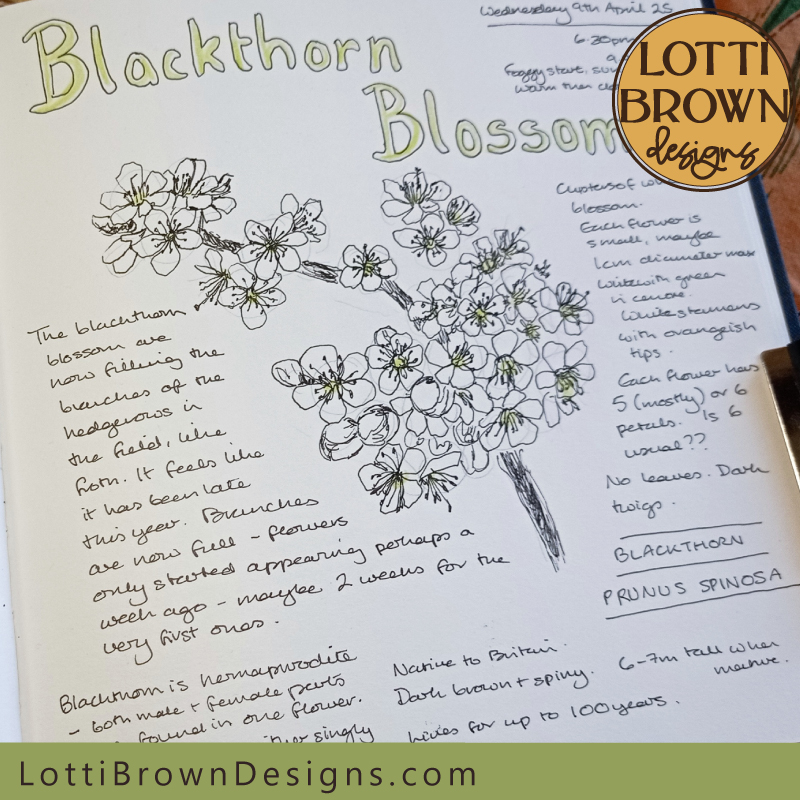 Blackthorn blossom nature journal page