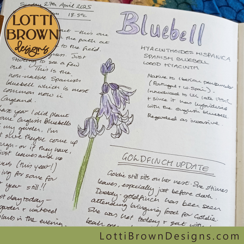 Bluebell nature journal page