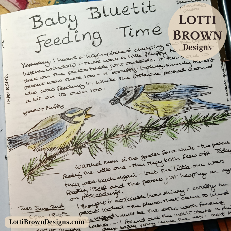 Blue tit fledgling nature journal