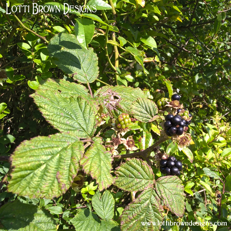 Bramble berries 1