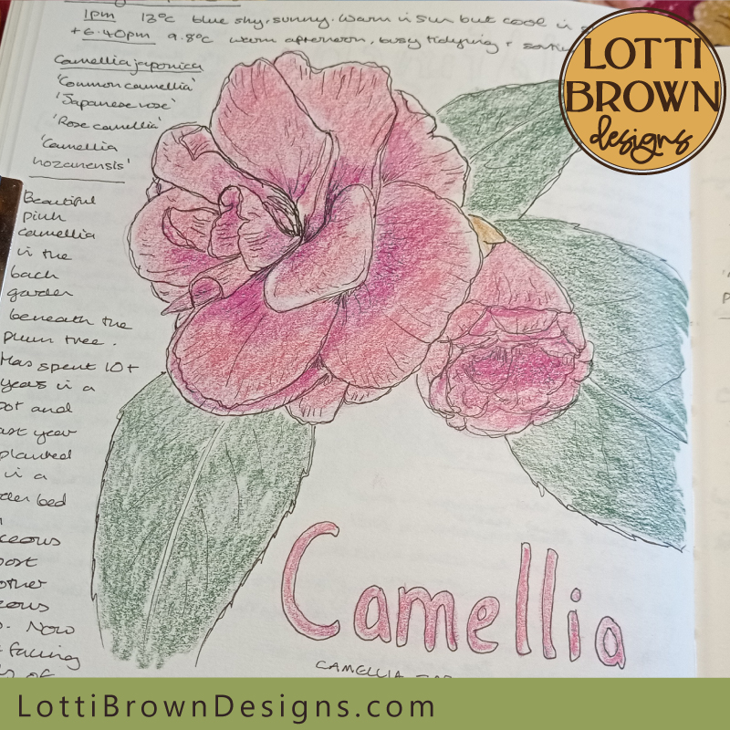 Camellia nature journal page