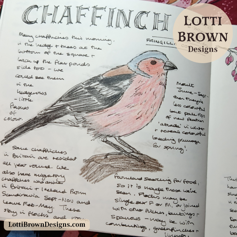 chaffinch nature journal page