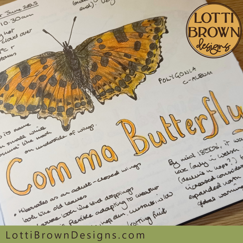 Comma butterfly nature journal page
