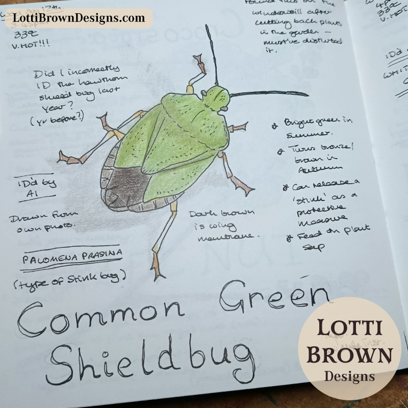 Common Green Shieldbug