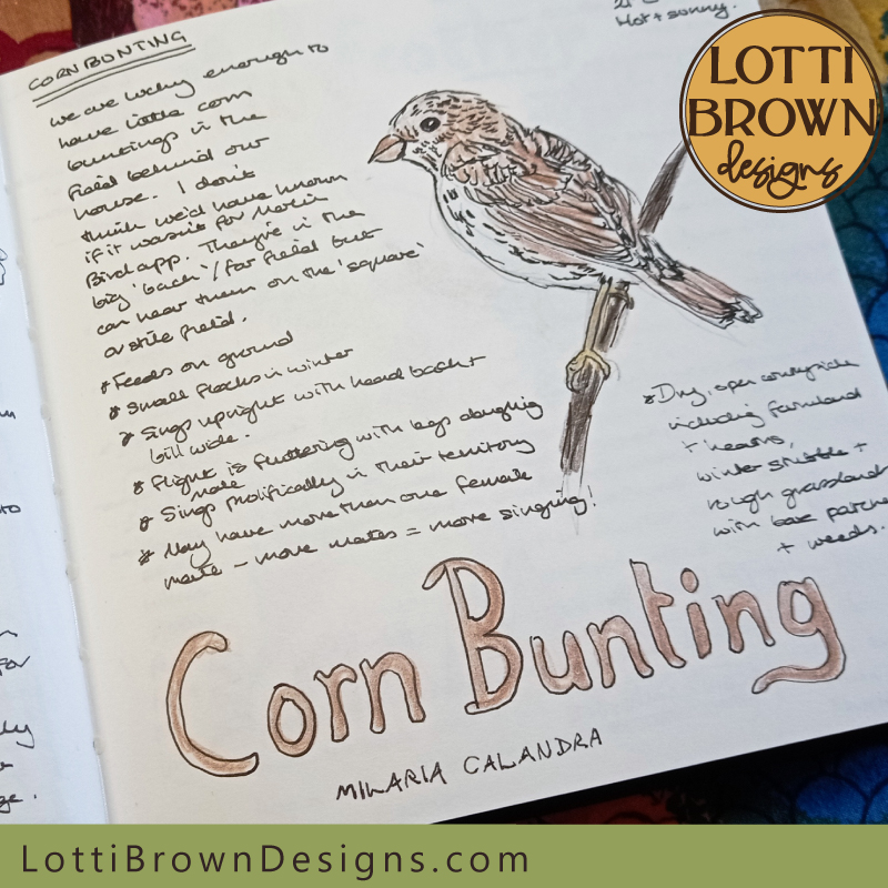 Corn bunting nature journal page