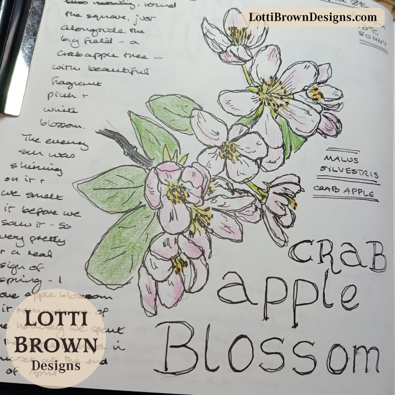 Crab apple journal drawing