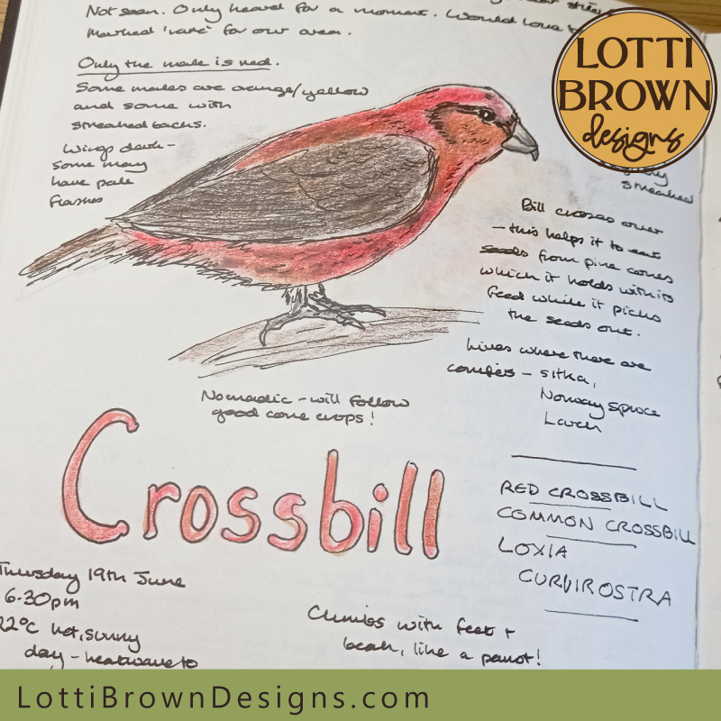 crossbill nature journal page