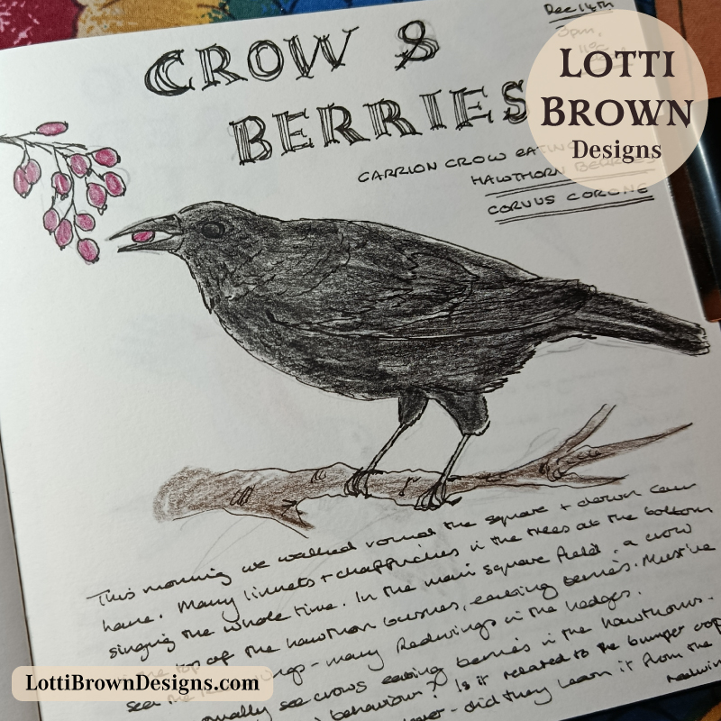 Nature journal page of crow eating winter berries