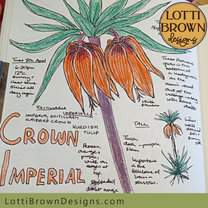 Crown Imperial nature journal page