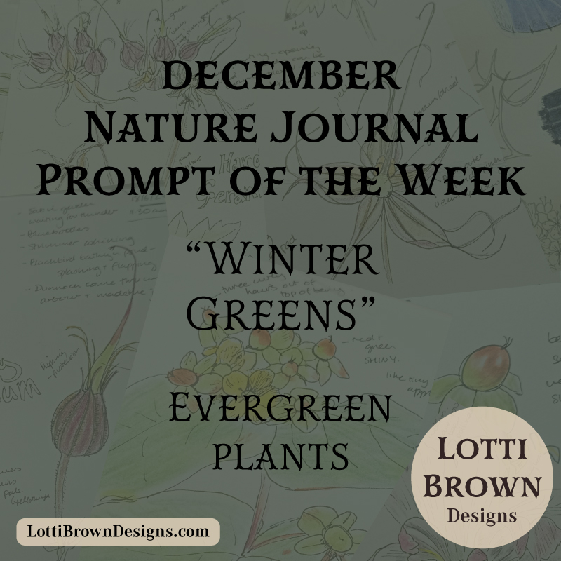 December nature journal weekly prompt - winter greens