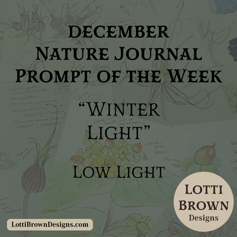 December nature journal weekly prompt - winter light