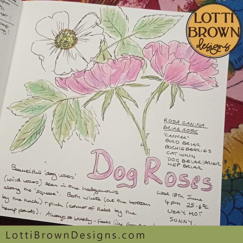 Dog roses nature journal page
