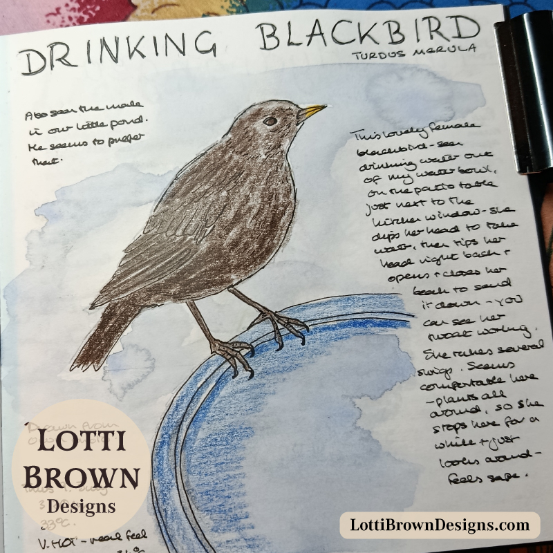 Drinking blackbird drawing