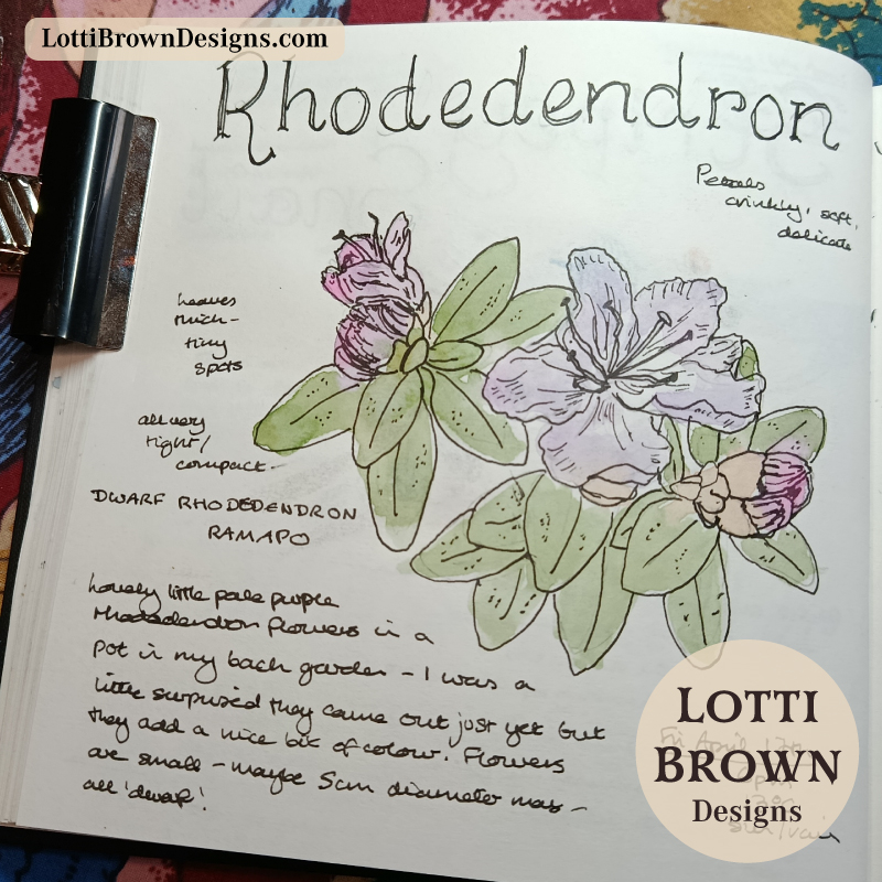 Dwarf rhododendron in my nature journal