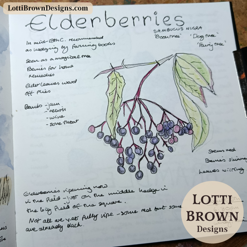 August elderberries in my nature journal