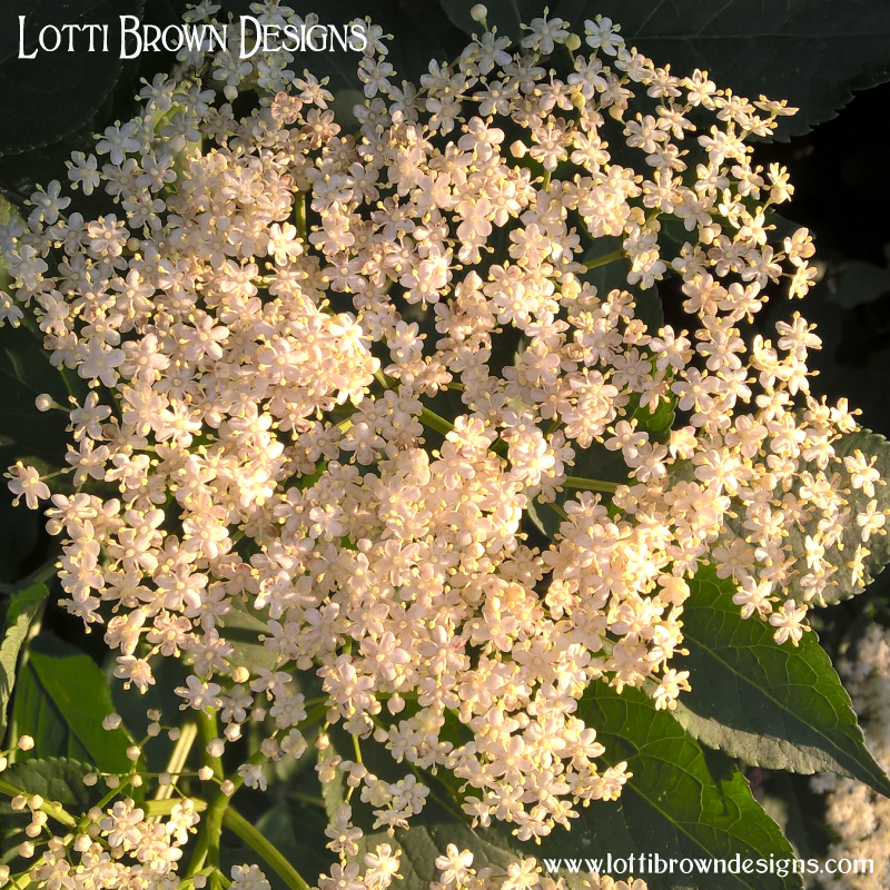 Elderflowers 