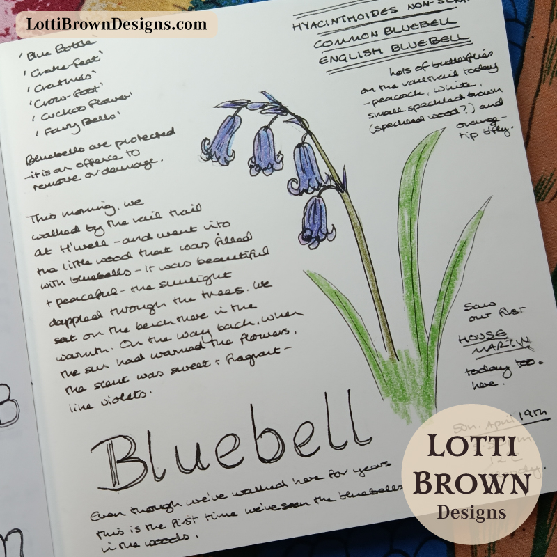 English bluebell drawn in my journal