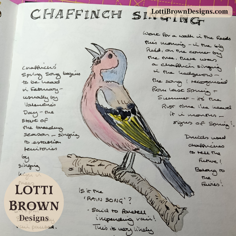 Chaffinch singing - sketched in my nature journal for February