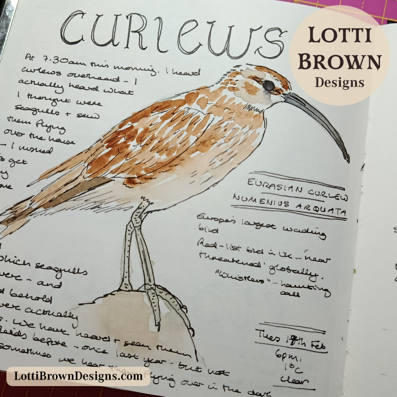 Curlew calls overhead in February - nature journaling in later winter/early Spring