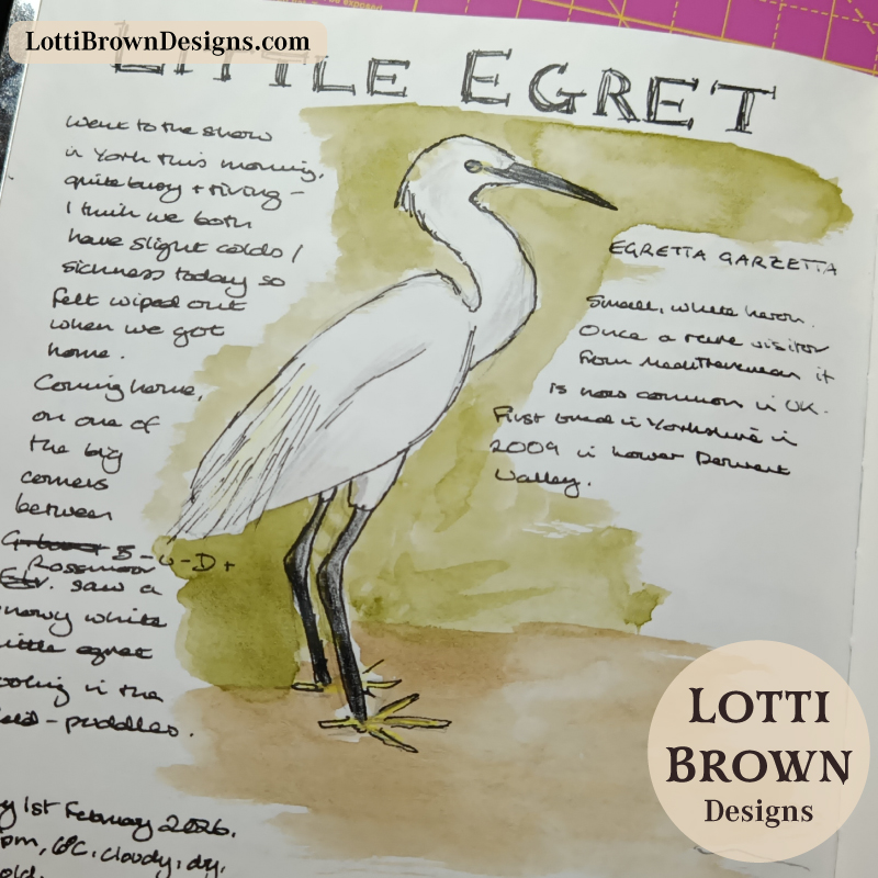 Little Egret in a flooded field - nature journaling in February