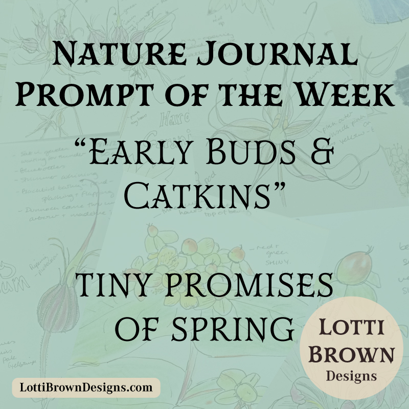 February nature journal prompt - Buds and Catkins