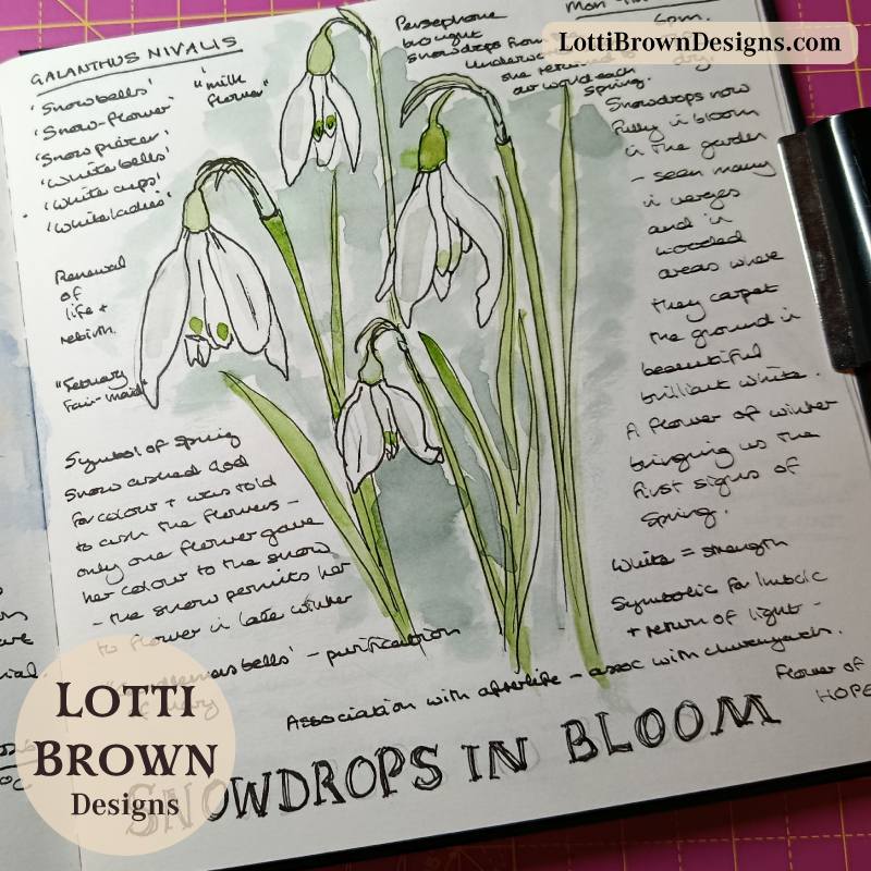 February flowering Snowdrops drawn in my nature journal