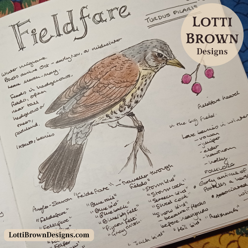 Fieldfare drawing with hawthorn berries - winter visitor captured in my nature journal