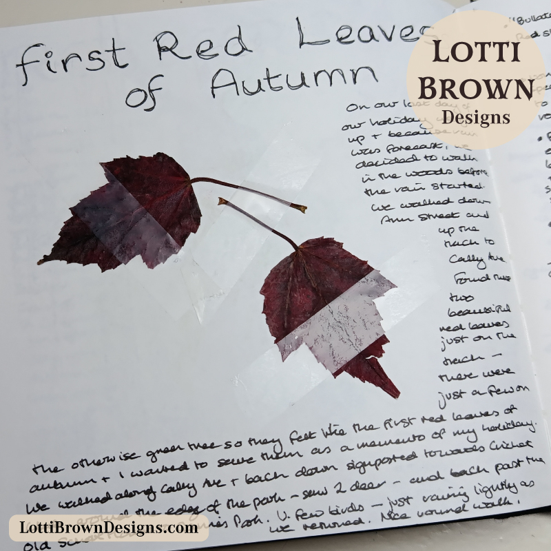 Collecting the first red leaves of autumn